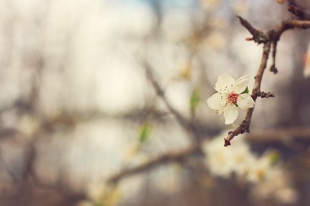 Spring blossom of cherry flowersの写真素材