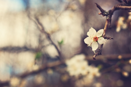 Cherry flowers blossomingの写真素材
