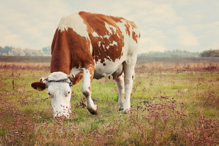 Cow in the fieldsの写真素材