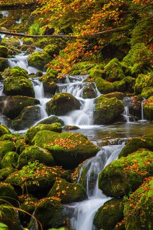 babbling brook rolling down mossy rocks in green forest