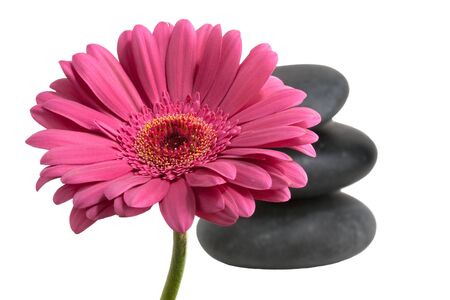 pink gerber with hot stonesの写真素材