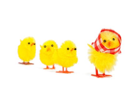 mommy chick and three babies following, isolated on white backgroundの写真素材