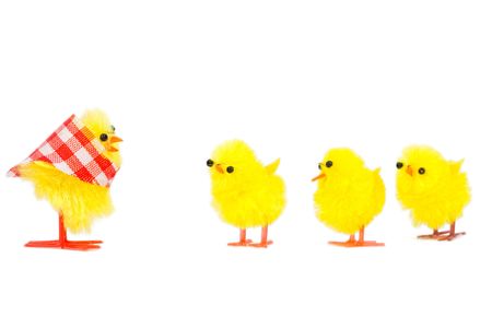 mommy chick and three babies listening, isolated on white backgroundの写真素材