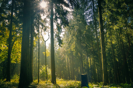Forest