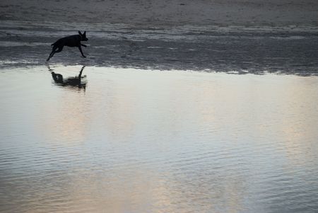 running dog in travemuende, germanyの写真素材