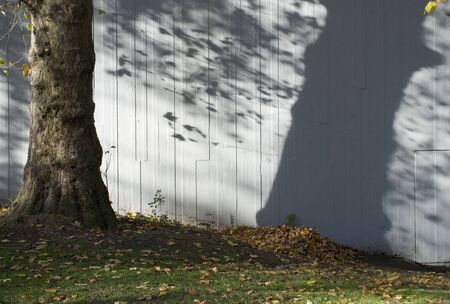 tree shadowの写真素材