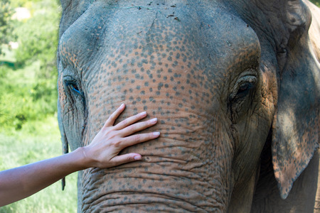 Female hand touching Elephant's trunk closeupの写真素材