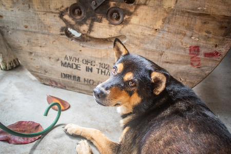 Adorable dog lying on concrete floor and looking upの写真素材