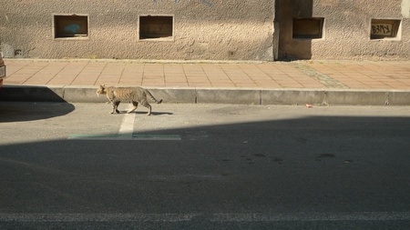 cat in streetのeditorial素材