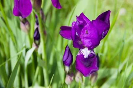 Insect sitting on a leaf of purple iris in the garden in spring.の写真素材