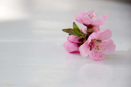 The inflorescence of peach are on a white table closeup.