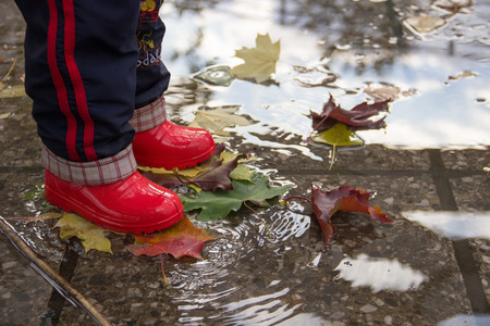 Children's legs in red rubber boots stomp through a puddle with autumn leaves.の写真素材