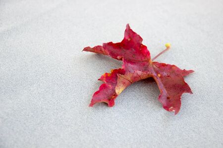 Red maple leaf is on the gray fabric.の写真素材