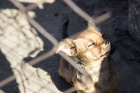 Non-breeding puppy in the nursery behind the bars is squinting in the sun.の写真素材