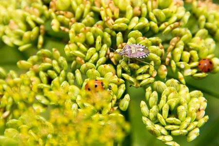 Neteroptera and ladybugs on green flowers in the garden.