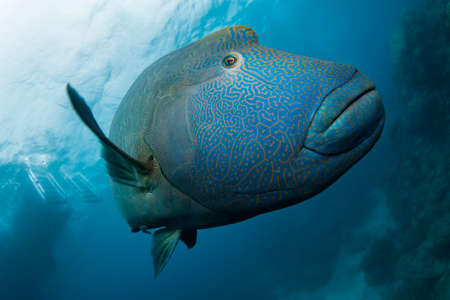 A blue fish with gold dots and strips pattern swimming in the Ocean at the Great Barrier Reef,...