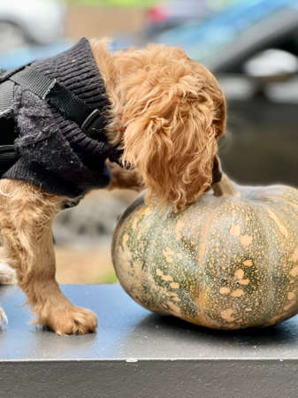 Adorable yellowish cavoodle puppy dog wearing a black vest with 1 paw on a big pumpkin sniffs the...