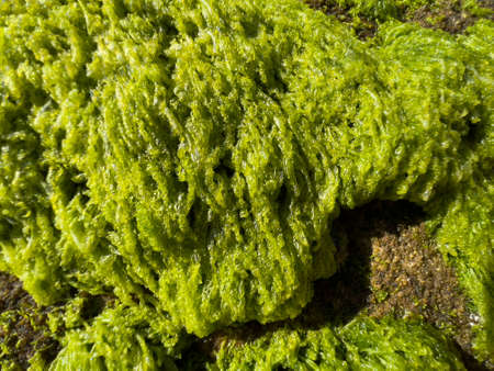 green moss on the sea rock, Palm Beach NSW Australia