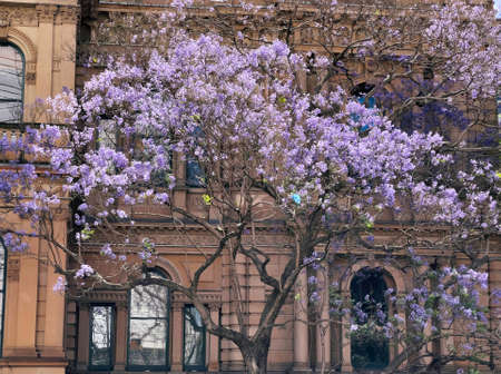 Sydney city hall with blooming jacaranda treeの写真素材