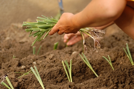 hand and leek in a gardenの写真素材