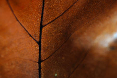 autumn leaf background with brown red colorsの写真素材