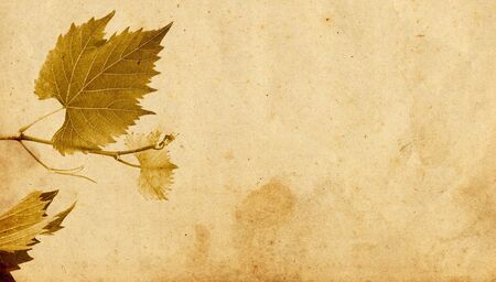 floral design on an old parchment in autumnの写真素材