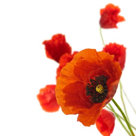 red poppies isolated on a white background in the corner of a page - Floral borderの写真素材