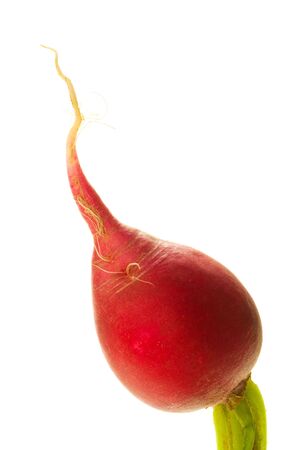 close up of a fresh dadish isolated on a white backgroundの写真素材