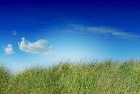 tall green grass blue sky and one cloud the image is saturated, the cloud is on the left side, the grass is uncuttedの写真素材