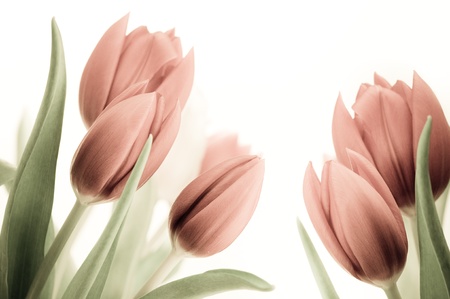 Old and vintage image of Tulips over white background, retro pink flowers, with leaves.の写真素材