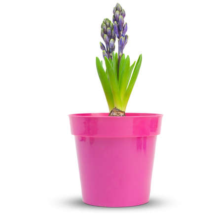 hyacinth into a pink pot over a white background