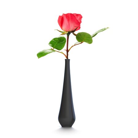 One rose into a black vase over a white backgroundの写真素材