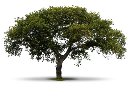 green tree over white background with grass at the root and shadowの写真素材