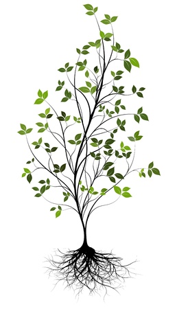 gree, vector tree and rootのイラスト素材