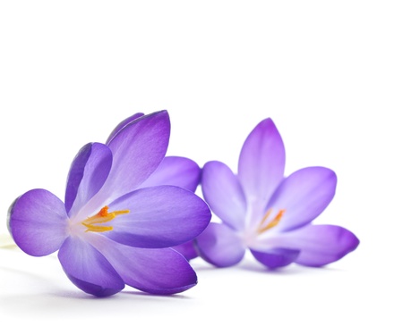 crocus flower over a white background - macroの写真素材