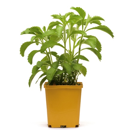 stevia plan into an orange bucklet, white background square imageの写真素材