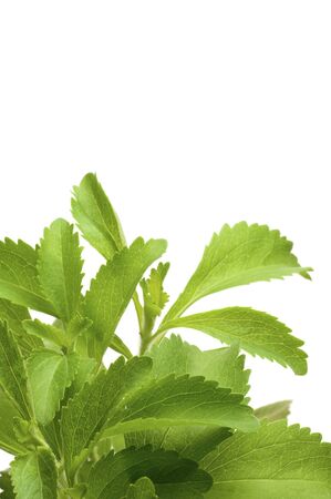 decorative stevia plan for bottom of a page, white background, vertical image の写真素材