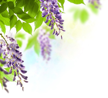 green leaves border for an angle of page over a white background - wisteria leafの写真素材
