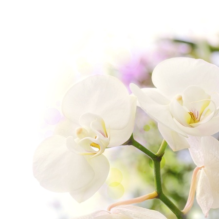 white orchids over a blur background with bokeh effect, with green yellow and purple colors, decorative backgroundの写真素材