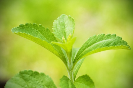 stevia rebaudiana branch close up over a green backgroundの写真素材