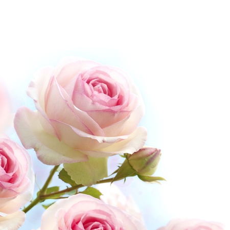 pink roses background, floral border with gradiant from blue to white dedicated for a romantic or love card, close up of the flowers