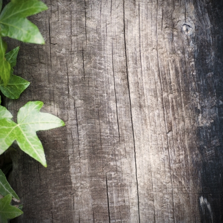 blank wooden background with ivy frame at the left side, grungy style, room for text, square imageの写真素材