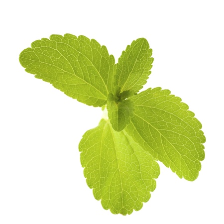 stevia rebaudiana leaves isolated over white backgroundの写真素材