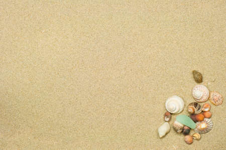 shells and sand background with room for textの写真素材