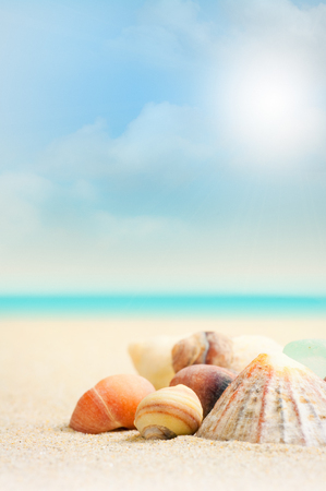 Shells on a beach in Britany with blurry background and blue sky with some cloudsの写真素材