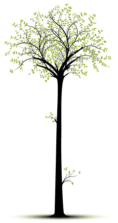 Vector tall tree isolated over white with  green foliage andblack tree. Silhouette suitable for sticker et decorative elementのイラスト素材