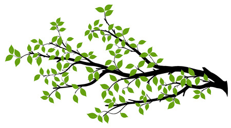 Tree branch with green leaves over white background. Vector graphics. Artwork design element.