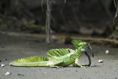 Close up of a plumed basilisk eating an earthworm in Costa Rica tropical forest.の写真素材