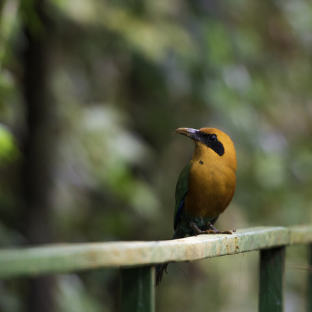 Wildlife in Costa Rica, tropical bird Baryphthengus martii. Rufous motmot in nature.の写真素材