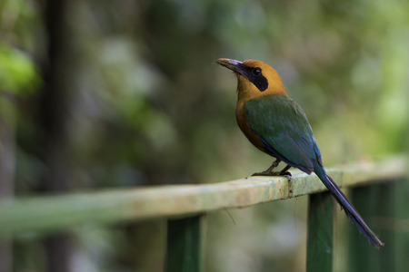 Wildlife in Costa Rica, tropical bird Baryphthengus martii. Rufous motmot in nature.の写真素材